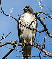 AAKVDH 0455 Buteo jamaicensis.JPG