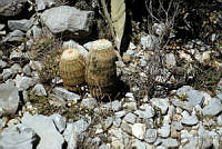 EHX0343 Echinocereus reichenbachii.JPG