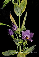 JF078 0387 Eustoma exaltatum.jpg