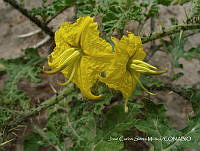 JF140 0198 Solanum rostratum.jpg