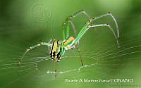 RAMGF 0007 Leucauge venusta.jpg
