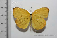 VJAP019 Pyrisitia dina ssp. westwoodi.jpg