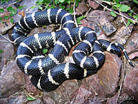 JHVV0006 Lampropeltis herrerae.jpg