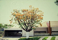 FGM3167 Delonix regia.JPG