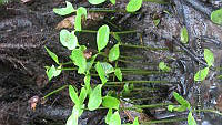 UM002 S0030 Laguncularia racemosa.jpg