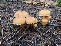 MCS041 Agaricales.jpg
