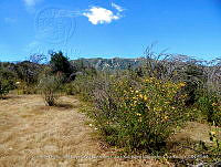 LI005 0143 Senna pallida, Mimosa laxiflora.jpg