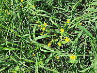 SG019 0122 Melampodium.jpg