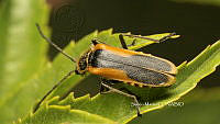 SM0307 Chauliognathus limbicollis.jpg