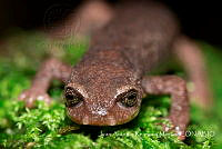 JARM008 Pseudoeurycea altamontana.jpg