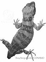 SSS0005 Xenosaurus rectocollaris.JPG