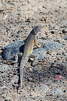 VHL0213 Callisaurus draconoides.jpg