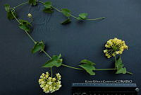 Yolox 3144 Funastrum bilobum.jpg