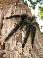 HBB0377 Psalmopoeus sp..jpg