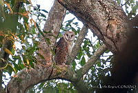 ACR0041 Tyto furcata.jpg