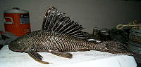 HE009 P 0141 Plecos.jpg