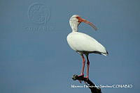 MHS0040 Eudocimus albus.JPG
