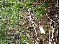 UM001 0170 Egetta thula.jpg