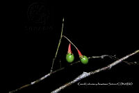 Huitz 0184 Ocotea.jpg
