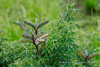 IMDOC 4839 Lupinus montanus.jpg