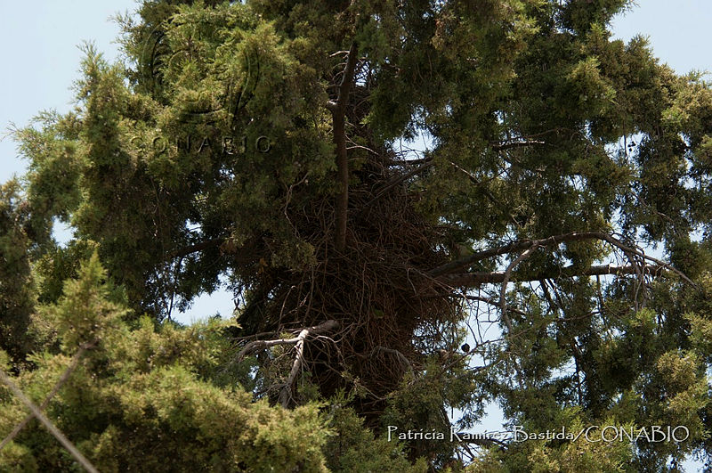 PRB0041%20Cupressus%20lusitanica.jpg.nyf8svzzMfWTjyFjQA3g0JtbmFja29CbnFuZ3NAbXJ6LGtwZwA.2baiCLxXej