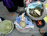 ZG014 0436 Zea mays.jpg