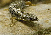 MDL0218 Gerrhonotus parvus.jpg