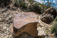 3R 01264 Echinocereus stramineus.jpg