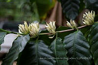 IMDOC3887 Coffea arabica.jpg