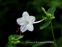 JAdNV0042 Mirabilis longiflora.JPG