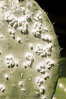 ARS00193 Dactylopius coccus.jpg