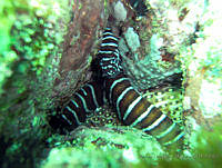ALCM022 Gymnomuraena zebra.JPG
