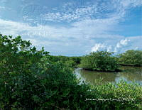 TE001 0256 Hábitat de Crocodylus acutus.jpg