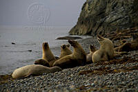 _MG_2690.jpg