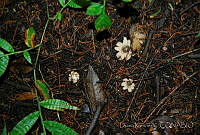DK0769 Fungi.jpg