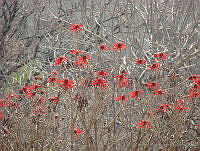 CGL0907 Erythrina americana.jpg