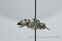 CGVM1246 Xeromelecta californica.jpg