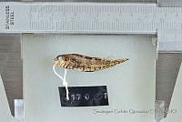 SGQ0446 Malacoctenus zonogaster.jpg