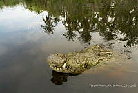 MASM08134 Crocodylus acutus.jpg