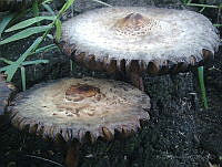 RF02 Chlorophyllum sp..jpg