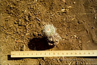 FGM2618 Mammillaria sp..JPG