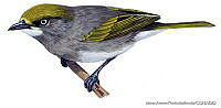 MAPM0083 Vireo brevipennis.jpg