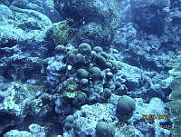 CGG0844 Orbicella annularis.JPG