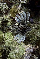 SMM021 Pterois volitans.jpg