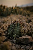 AMM01 Echinocactus horizonthalonius.jpg