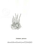 MARL0048 Anthoceros punctatus.jpg