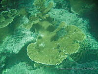 CGG0034 Acropora palmata.JPG