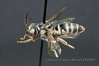 CGVM1244 Triepeolus norae.jpg