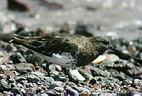 LRCP0060  Arenaria melanocephala.jpg