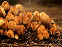 JY001 Coprinellus micaceus.jpg